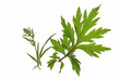 Beifuss Artemisia vulgaris