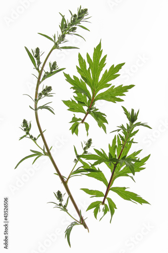 Photo: Beifuss Artemisia vulgaris Beifuss Artemisia vulgaris