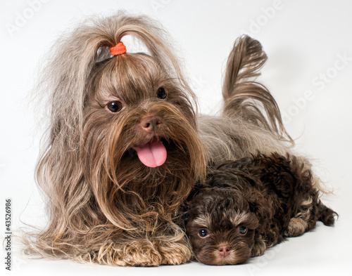 Foto: Lap dog with puppies Lap dog with puppies