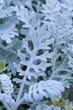 cineraria silver dust