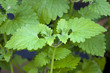 herb catnep