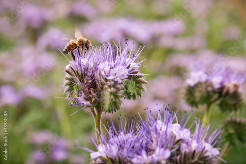 Photo: Bee on a phacelia field Bee on a phacelia field