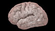 Camera zooms in beneath the surface of a brain.