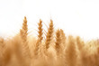 Photo: Wheat field Wheat field