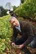 Wine harvest