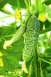 Cucumbers in greenhouse