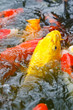Colorful Koi or carp chinese fish in water