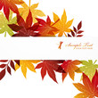 maple background