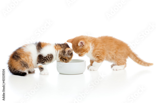 Photo: two Scottish kittens lap milk from bowl two Scottish kittens lap milk from bowl