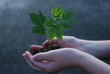 A sprout on a hand