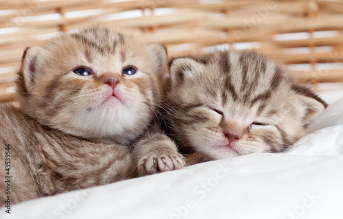 Foto: two funny small kittens in wicker basket two funny small kittens in wicker basket