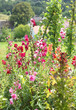 Snapdragon flowers