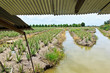 Aloe vera field