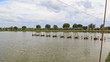 Water turbines on Shrimp ponds