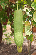Zucchini in garden