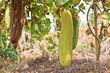 Zucchini in garden