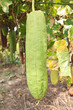 Zucchini in garden