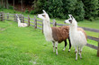 Lamas in Österreich / Schladming