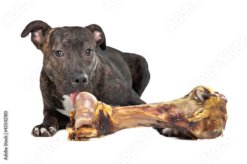 Photo: American Staffordshire terrier with a big bone American Staffordshire terrier with a big bone