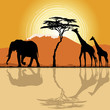African landscape  in sunset time with giraffes and elephant.