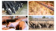 Farm animals split screen
