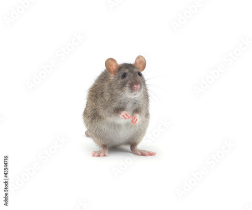 Photo: rat rat