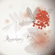 Rowan berry / Realistic vector sketch of tree