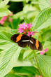 Photo: Postman Butterfly Postman Butterfly