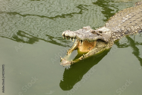 Photo: Close-up Crocodile Close-up Crocodile