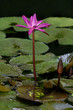 Photo: Water Lily and Lily Pads Water Lily and Lily Pads