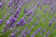 Field of lavender blooms