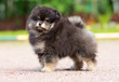 Fluffy Pomeranian puppy