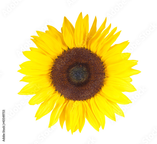Foto: Sonnenblume in voller Blüte– isoliert auf weißem Hintergrund Sonnenblume in voller Blüte– isoliert auf weißem Hintergrund