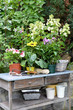 Pflanztisch im Garten mit Blumen