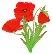 a red poppy flower illustration isolated