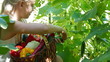 Video: Child Harvesting Fresh Vegetable in the Garden Child Harvesting Fresh Vegetable in the Garden