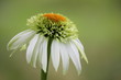 Sonnenhut (lat. Echinacea) weiß