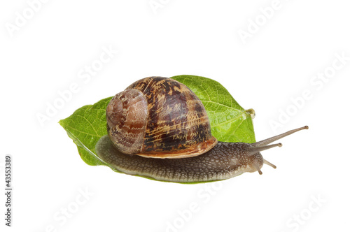 Richard Snail