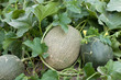 Melons