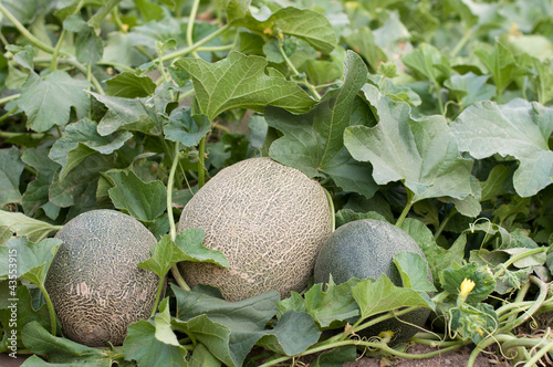 Photo: Melons in the garden Melons in the garden