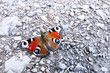 Peacock butterfly