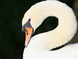 Schwan-19487b1