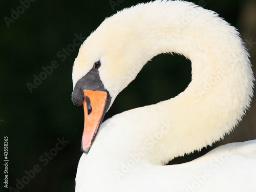 Photo: Schwan-19487b1 Schwan-19487b1