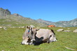 Foto: kühe auf der alm kühe auf der alm