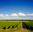 Weg durch Weinberge