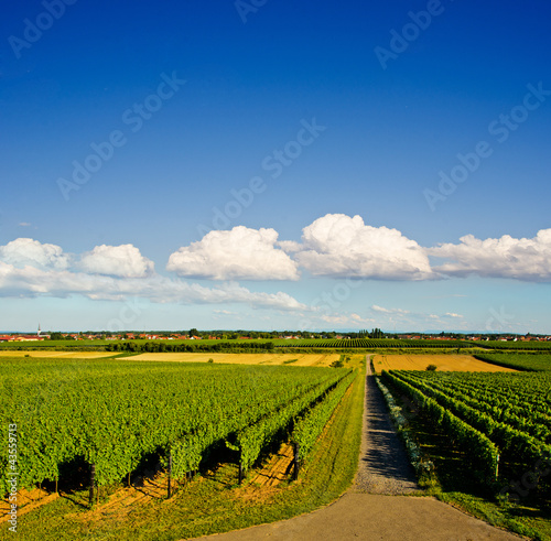 Photo: Weg durch Weinberge Weg durch Weinberge