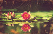 Waterlily in pond .Vintage flowers card on old paper