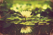 Waterlily in pond .Vintage flowers card
