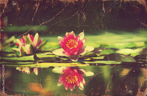 Illustration: Waterlily in pond .Vintage flowers card on old paper Waterlily in pond .Vintage flowers card on old paper
