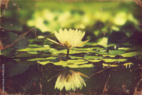 Photo: Waterlily in pond .Vintage flowers card Waterlily in pond .Vintage flowers card